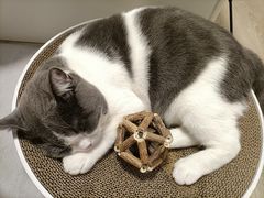 -欣宠猫屋·矮脚拿破仑·蓝金金渐层