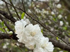 -南国桃园旅游度假区