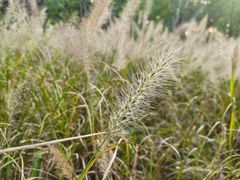 -昆山城市生态森林公园