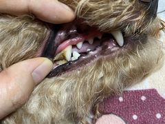 -宠福鑫康馨动物医院·骨科·眼科