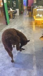 点击看大图 -神奇动物撸宠馆·羊驼·小浣熊·异宠(豫园店)