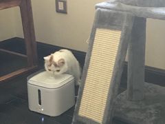 -猫大福·Fortune Cat猫舍(百子湾店)