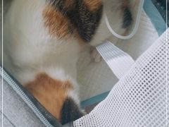 -汪喵宠物医院·骨科心脏影像·犬猫急重症ICU诊疗中心(成华分院)