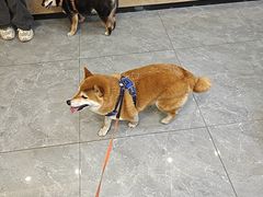 -半岛宠物医院24小时(西派城店)