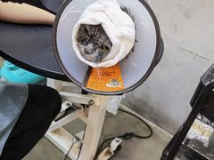 -PETKIT 小佩宠物·低压洗护·美容·寄养(安远店)