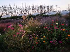 -前小桔亲子创意农场·草莓采摘·露营烧烤