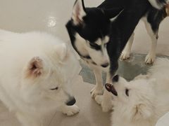 -共舞时光猫咖·狗咖(新街口店)