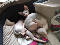 -more than meow吴止猫主题餐厅(承德 中船汇店)