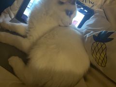 -宠颐生宠物医院·心肾内科·猫专科诊疗中心宠巢店