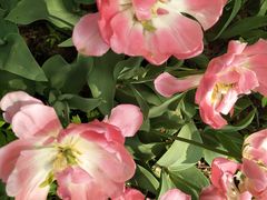 -洛阳郁金香牡丹园