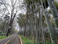 -潜山国家森林公园