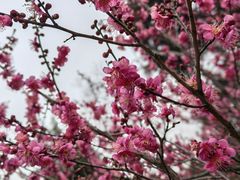 -梅花山(明孝陵内)