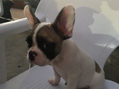 -眼镜哥浦江夜宵大本营