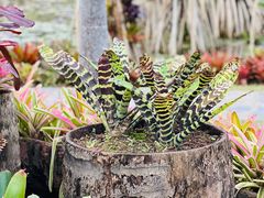 -中国科学院西双版纳热带植物园