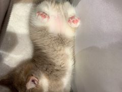 -屋虎猫馆(宝安大仟里店)