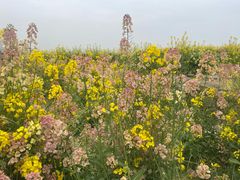 -三圣花乡旅游区