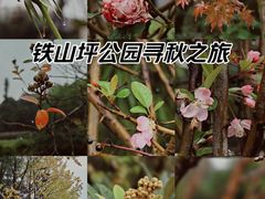 -铁山坪森林公园