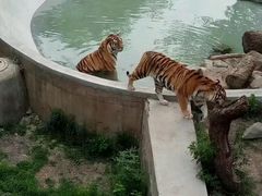 -石家庄市动物园