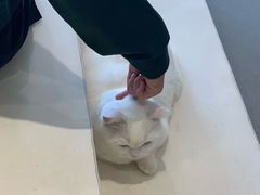 -飞行喵MR PILOT|猫舍·猫咖(静安大融城店)