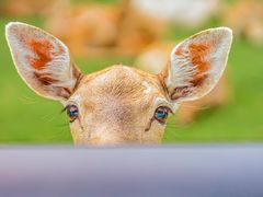 -常州淹城野生动物世界