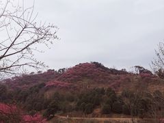 -新建村梅花