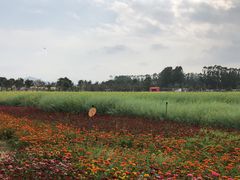 -光明小镇欢乐田园