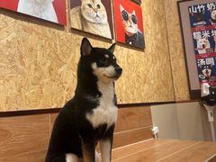 -和它·交个朋友·狗咖猫咖(爱琴海店)