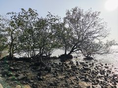 -宝安西湾红树林湿地公园