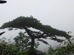 -菜当家