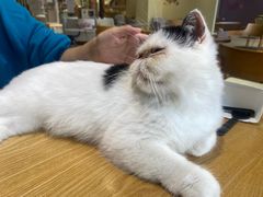 -藏猫猫咖啡主题馆(中央大道店)