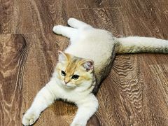 -猫大福·Fortune Cat猫舍(百子湾店)