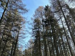 -芦芽山旅游度假区