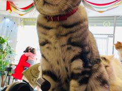 -平行世界·猫咖(首经贸店)