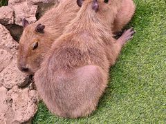 -正佳雨林生态植物园