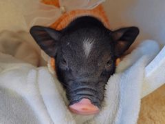 -怪兽屋·羊驼·猫咖·狗咖(俊华广场店)