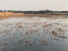 -荷塘月色湿地公园·向阳花洲