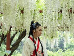 -嘉定紫藤园