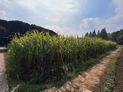 -八卦田遗址公园