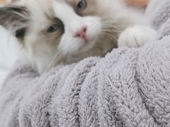 -纳吉亚猫专科动物诊疗中心(蒋宅口分院)