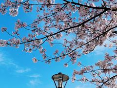 -高东镇樱花园