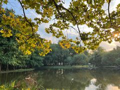 -上海共青森林公园