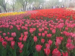 -石家庄市植物园