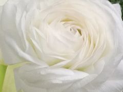 -花生FM_FLOWERS