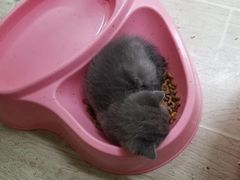 -宠颐生汉谟拉比宠物医院