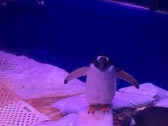 -暹罗海洋世界