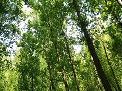 -林间山庄