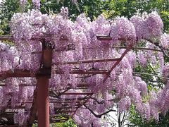 -嘉定紫藤园