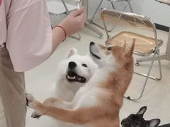 -共舞时光猫咖·狗咖(新街口店)