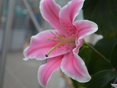 -上海鲜花港