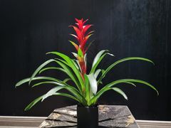 -京香轩·中餐厅(上海中庚聚龙酒店)